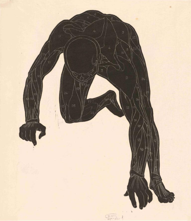 Anatomical study of the neck, arm and leg muscles of a man in silhouette