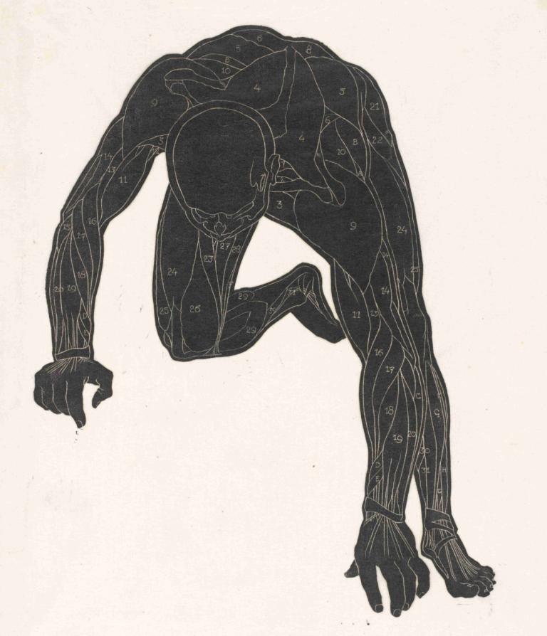 Anatomische studie van de hals-, arm- en beenspieren van een man in silhouet,解剖學研究範德哈爾斯，手臂在剪影中的範恩人