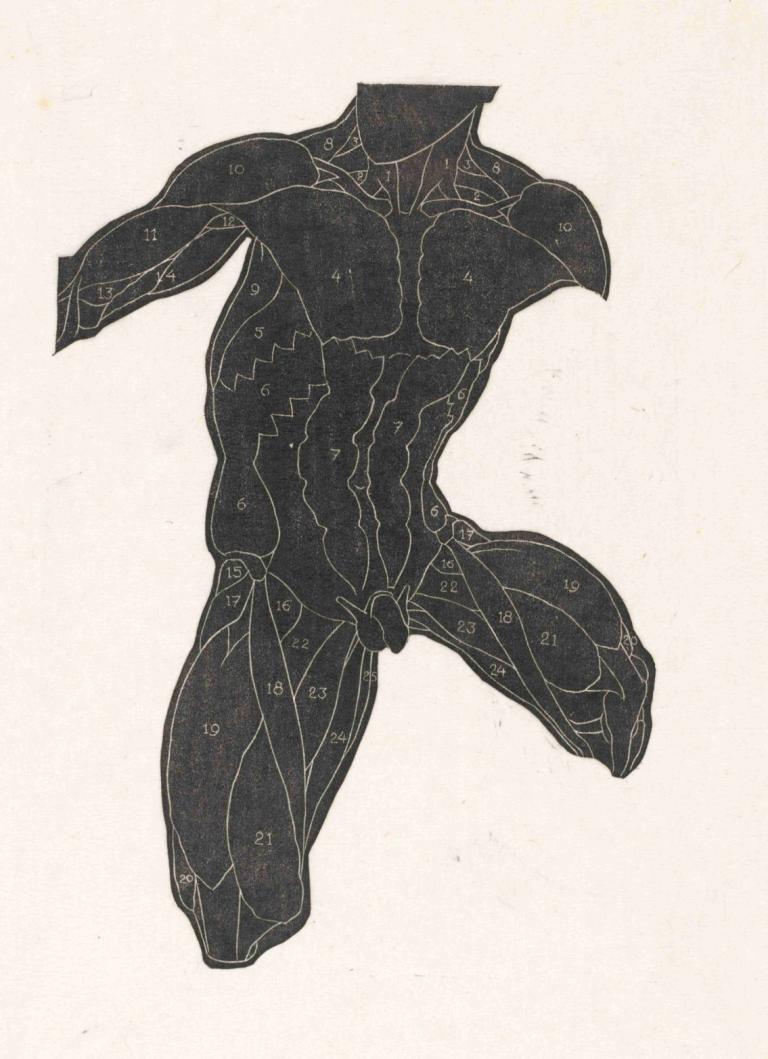 Anatomische studie van de nek-, buik- en bovenbeenspieren van een man in silhouet,Reijer Stolk,Illustration