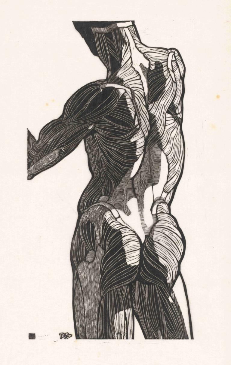 Anatomische studie van de rug- en bilspieren van een man,Reijer Stolk,Illustration,Illustration, solo