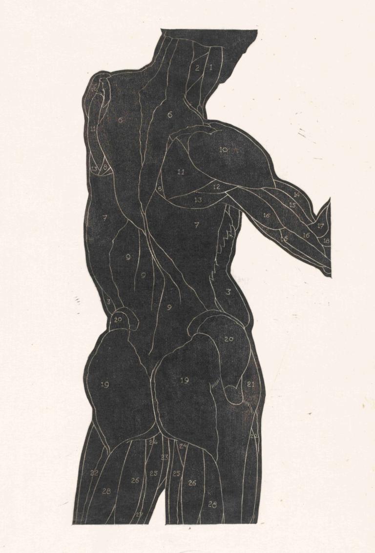 Anatomische studie van de rug- en bilspieren van een man in silhouet,Reijer Stolk,Illustration,Illustration