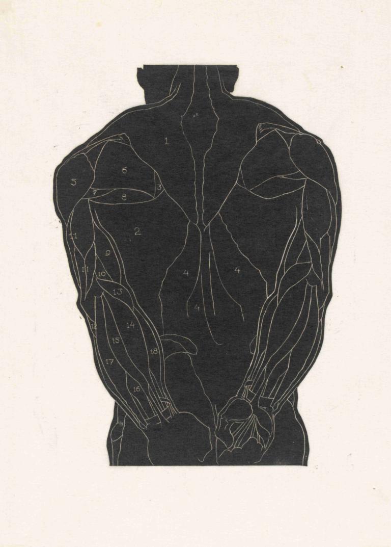 Anatomische studie van de rugspieren van een man in silhouet,Reijer Stolk,Illustratie,Illustratie, solo