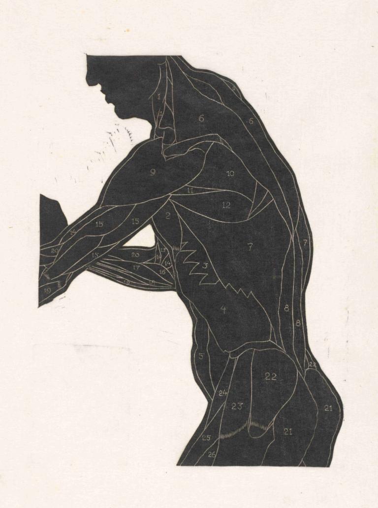 Anatomische studie van de zij- en armspieren van een man in silhouet,ร่างกายมนุษย์ศึกษา แขนที่ถูกตัด