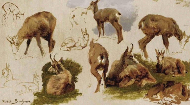 Studies Of An Isard,Studii ale unui Isard,Rosa Bonheur,Fericire roz,Pictura in ulei,Pictura in ulei