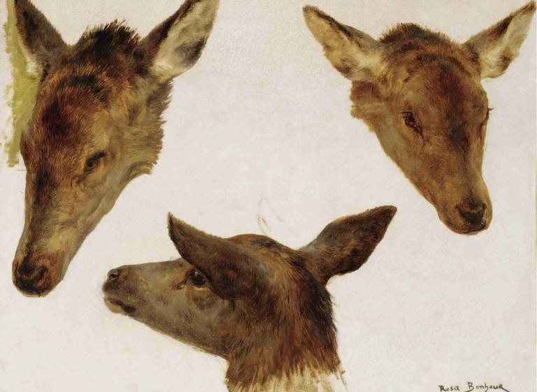 Study Of Deer Heads,Rosa Bonheur,Oil Painting,Oil Painting, no humans, traditional media, simple background