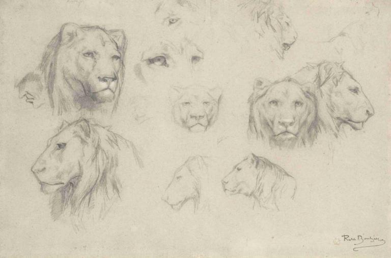 Study Of Lions And Lionesses,Rosa Bonheur,Sketch,Sketch, monochrome, sketch, traditional media, no humans