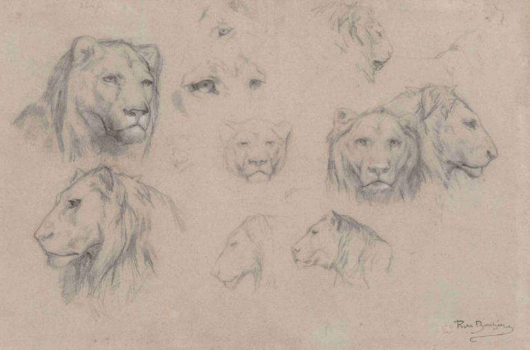 Study of heads of lions and lionesses,Rosa Bonheur,Sketch,Sketch, sketch, monochrome, traditional media