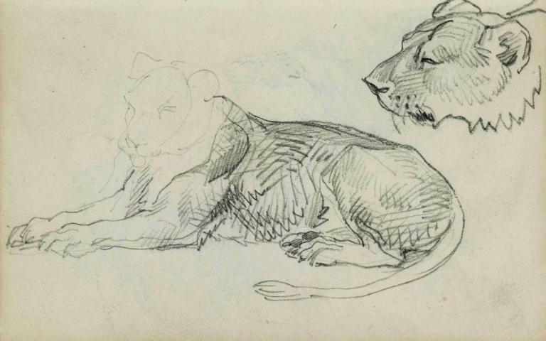 Seated lion, head of lioness,Théodore Géricault,Sketch,Sketch, monochrome, sketch, no humans