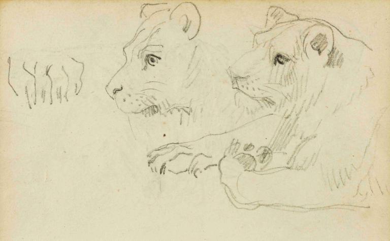 Studies of the head and forelegs of a lioness,Studier af en løvindes hoved og forben,Théodore Géricault