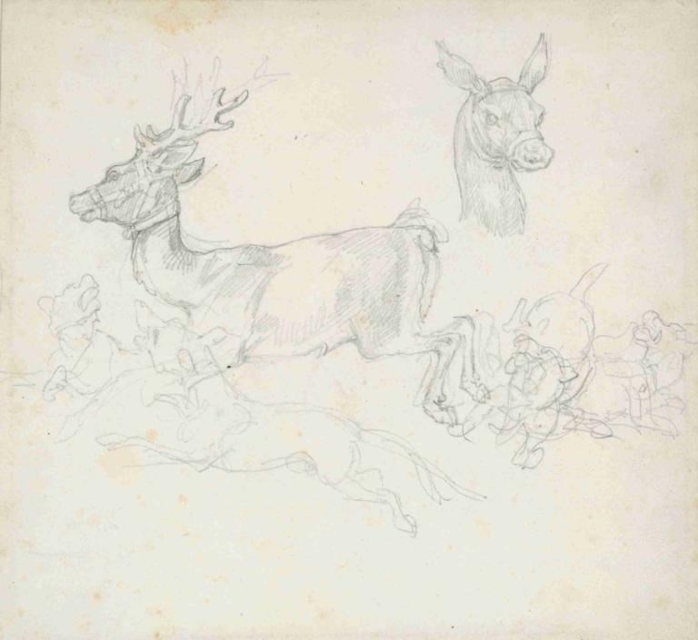 Study of Deer Chased by Dogs, Doe’s Head,Estudio de ciervo perseguido por perros, cabeza de ciervo