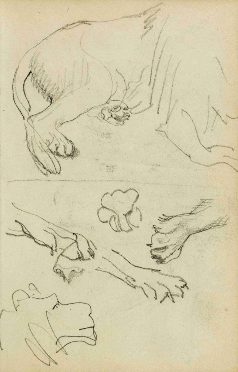 Various studies of lion leg, paws and head,Diverse studies van leeuwenpoten, -poten en -kop