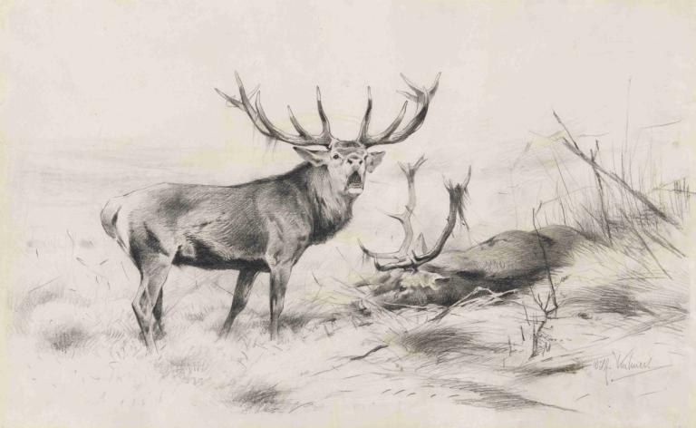 Besiegt (Rothirsche),Besejret (Red Deer),Wilhelm Kuhnert,Skitse,Skitse, monokrom, gevir, ingen mennesker