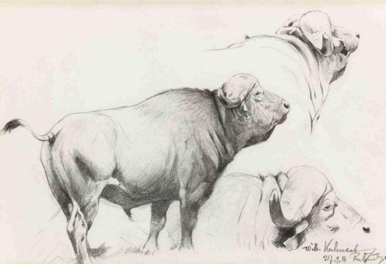 Cape Buffalo,Wilhelm Kuhnert,Sketch,Sketch, monochrome, no humans, animal, dog, animal focus, dated