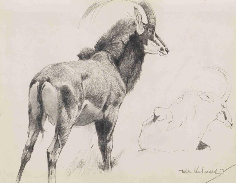 Rappenantilope,Wilhelm Kuhnert,Sketsa,Sketsa, tidak ada manusia, satu warna, media tradisional, tanda tangan