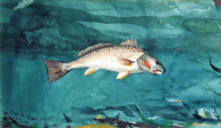 Channel Bass,Kanal Bas,Winslow Homer,Oljemålning,Oljemålning, fisk, inga människor, under vattnet